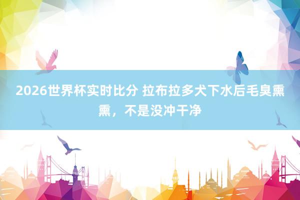 2026世界杯实时比分 拉布拉多犬下水后毛臭熏熏,不是没冲干净