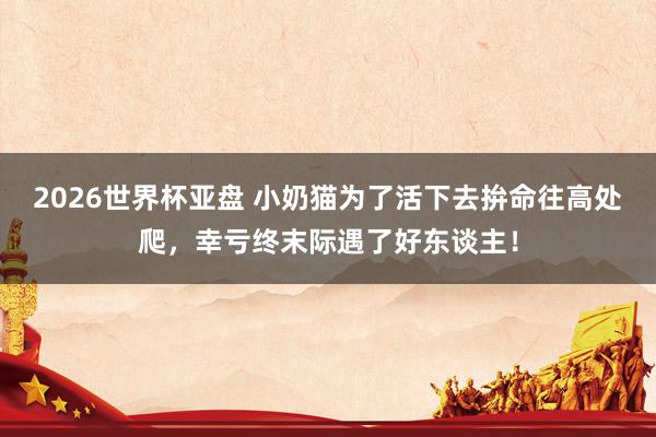 2026世界杯亚盘 小奶猫为了活下去拚命往高处爬，幸亏终末际遇了好东谈主！