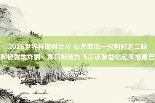 2026世界杯即时比分 山东菏泽一只狗叼起二踢脚被就地炸翻:那只狗被炸飞后还勤勉站起来摇尾巴