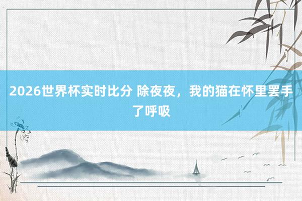 2026世界杯实时比分 除夜夜,我的猫在怀里罢手了呼吸
