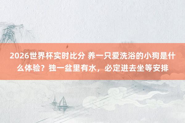 2026世界杯实时比分 养一只爱洗浴的小狗是什么体验？独一盆里有水，必定进去坐等安排