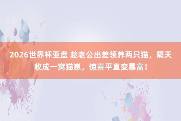 2026世界杯亚盘 趁老公出差领养两只猫,隔天收成一窝猫崽,惊喜平直变暴富!