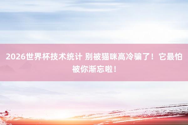 2026世界杯技术统计 别被猫咪高冷骗了!它最怕被你渐忘啦!