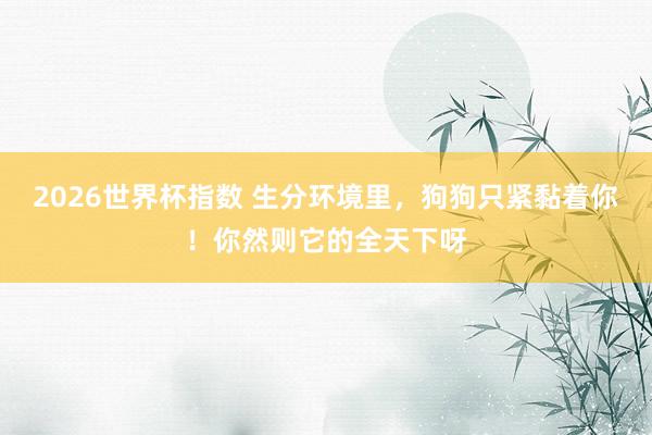 2026世界杯指数 生分环境里,狗狗只紧黏着你!你然则它的全天下呀