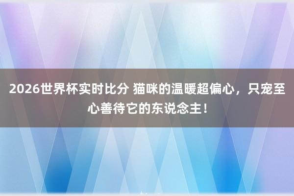 2026世界杯实时比分 猫咪的温暖超偏心,只宠至心善待它的东说念主!