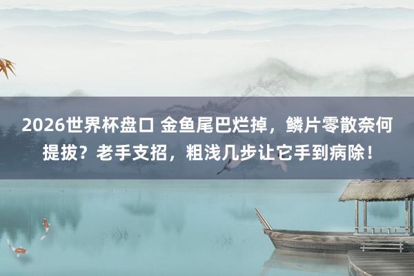 2026世界杯盘口 金鱼尾巴烂掉,鳞片零散奈何提拔?老手支招,粗浅几步让它手到病除!