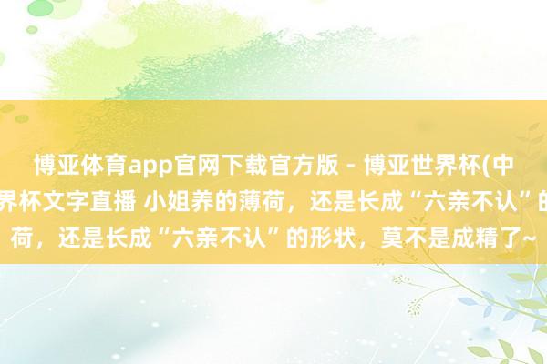 博亚体育app官网下载官方版 - 博亚世界杯(中国)官方入口，2026世界杯文字直播 小姐养的薄荷，还是长成“六亲不认”的形状，莫不是成精了~