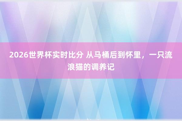 2026世界杯实时比分 从马桶后到怀里,一只流浪猫的调养记
